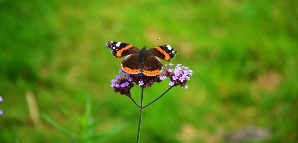 Terms and Conditions