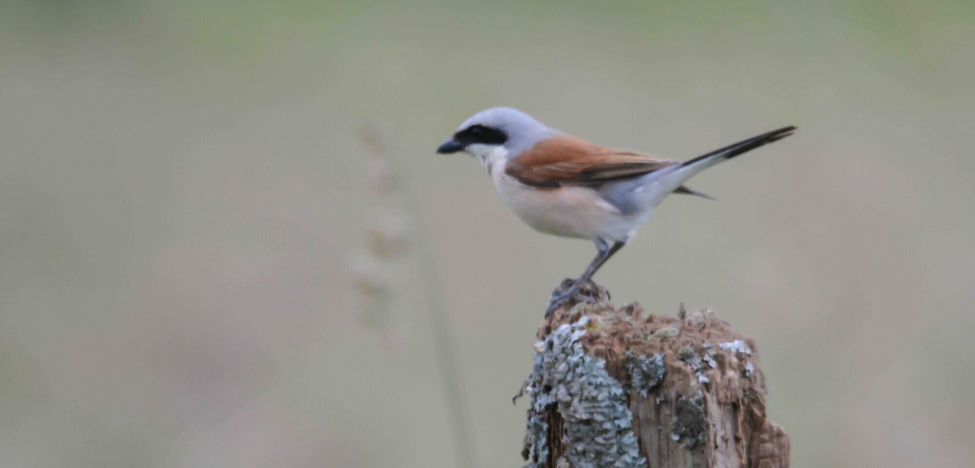 Grey Shrikes in the Smeethof and on Sint Maartensheide