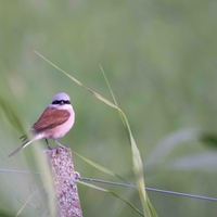 Grey Shrikes in the Smeethof and on Sint Maartensheide