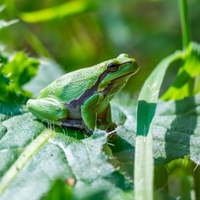 Tree frogs in the Kempenbroek