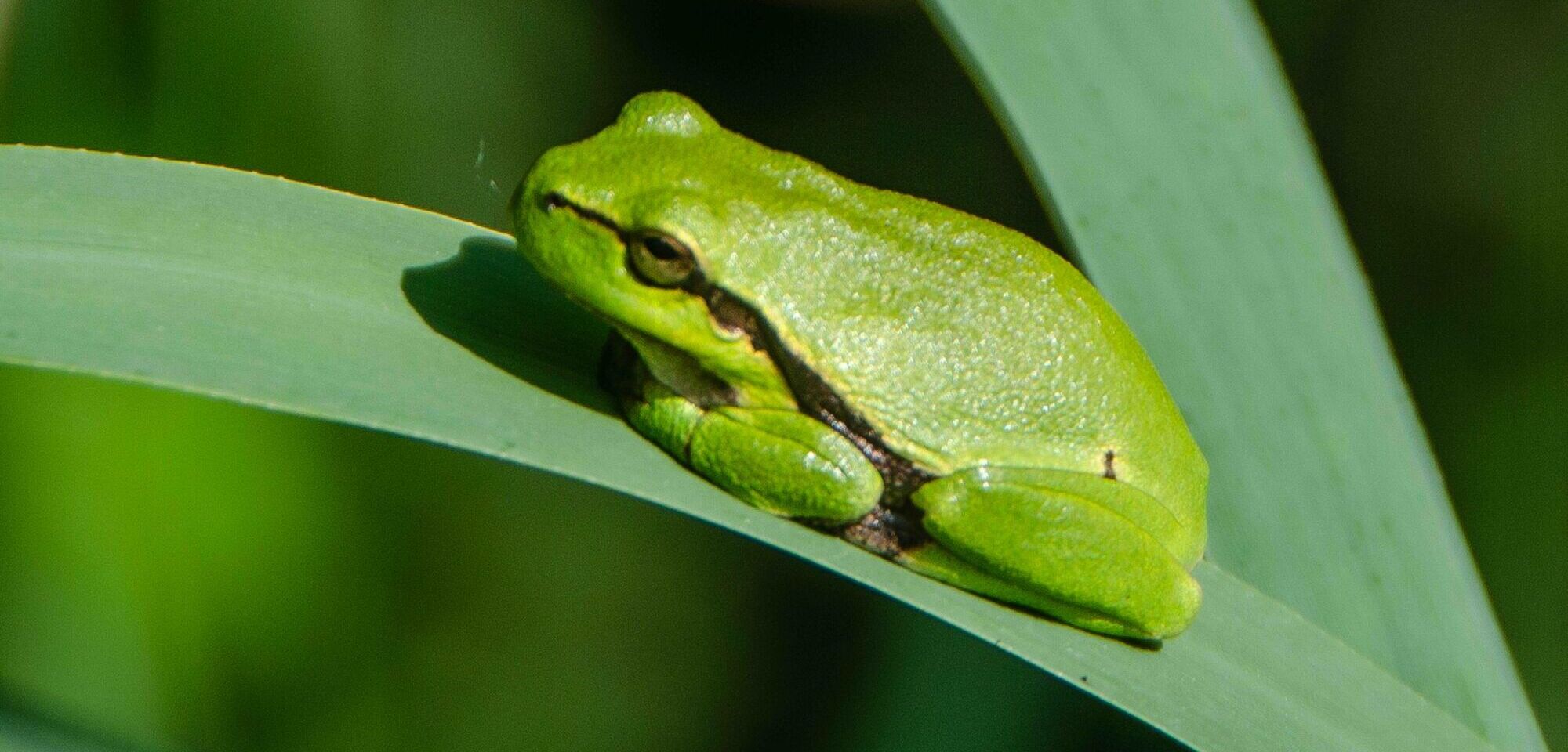 Tree frogs in the Kempenbroek
