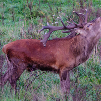 Deer rut in the Weerterbos