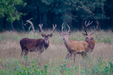 Op de vooravond van de herfst troepen de edelherten in het Weerterbos samen voor de bronstijd. De mannetjes roepen om ter luidst en bestrijden elkaar om het meesterschap van de kudde. De sterkste mag zijn genen doorgeven en paren met de hinden. Dit alles levert voor de toeschouwer spectaculaire beelden op.