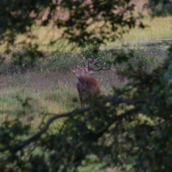 Op de vooravond van de herfst troepen de edelherten in het Weerterbos samen voor de bronstijd. De mannetjes roepen om ter luidst en bestrijden elkaar om het meesterschap van de kudde. De sterkste mag zijn genen doorgeven en paren met de hinden. Dit alles levert voor de toeschouwer spectaculaire beelden op.