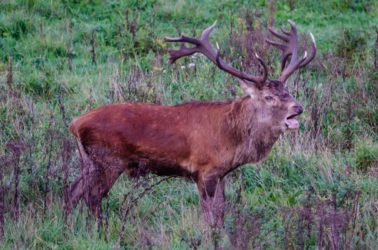 Op de vooravond van de herfst troepen de edelherten in het Weerterbos samen voor de bronstijd. De mannetjes roepen om ter luidst en bestrijden elkaar om het meesterschap van de kudde. De sterkste mag zijn genen doorgeven en paren met de hinden. Dit alles levert voor de toeschouwer spectaculaire beelden op.