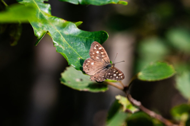 Op de vooravond van de herfst troepen de edelherten in het Weerterbos samen voor de bronstijd. De mannetjes roepen om ter luidst en bestrijden elkaar om het meesterschap van de kudde. De sterkste mag zijn genen doorgeven en paren met de hinden. Dit alles levert voor de toeschouwer spectaculaire beelden op.