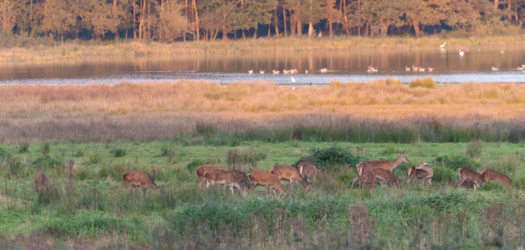Op de vooravond van de herfst troepen de edelherten in het Weerterbos samen voor de bronstijd. De mannetjes roepen om ter luidst en bestrijden elkaar om het meesterschap van de kudde. De sterkste mag zijn genen doorgeven en paren met de hinden. Dit alles levert voor de toeschouwer spectaculaire beelden op.