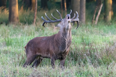 Op de vooravond van de herfst troepen de edelherten in het Weerterbos samen voor de bronstijd. De mannetjes roepen om ter luidst en bestrijden elkaar om het meesterschap van de kudde. De sterkste mag zijn genen doorgeven en paren met de hinden. Dit alles levert voor de toeschouwer spectaculaire beelden op.