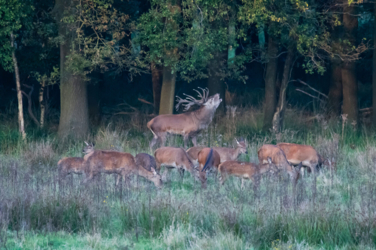 Op de vooravond van de herfst troepen de edelherten in het Weerterbos samen voor de bronstijd. De mannetjes roepen om ter luidst en bestrijden elkaar om het meesterschap van de kudde. De sterkste mag zijn genen doorgeven en paren met de hinden. Dit alles levert voor de toeschouwer spectaculaire beelden op.