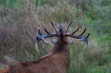 Op de vooravond van de herfst troepen de edelherten in het Weerterbos samen voor de bronstijd. De mannetjes roepen om ter luidst en bestrijden elkaar om het meesterschap van de kudde. De sterkste mag zijn genen doorgeven en paren met de hinden. Dit alles levert voor de toeschouwer spectaculaire beelden op.