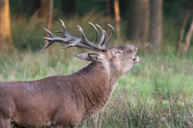 Op de vooravond van de herfst troepen de edelherten in het Weerterbos samen voor de bronstijd. De mannetjes roepen om ter luidst en bestrijden elkaar om het meesterschap van de kudde. De sterkste mag zijn genen doorgeven en paren met de hinden. Dit alles levert voor de toeschouwer spectaculaire beelden op.