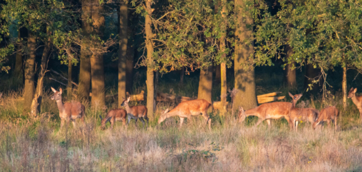 Op de vooravond van de herfst troepen de edelherten in het Weerterbos samen voor de bronstijd. De mannetjes roepen om ter luidst en bestrijden elkaar om het meesterschap van de kudde. De sterkste mag zijn genen doorgeven en paren met de hinden. Dit alles levert voor de toeschouwer spectaculaire beelden op.