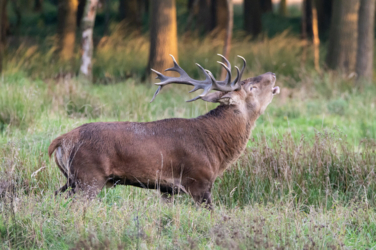 Op de vooravond van de herfst troepen de edelherten in het Weerterbos samen voor de bronstijd. De mannetjes roepen om ter luidst en bestrijden elkaar om het meesterschap van de kudde. De sterkste mag zijn genen doorgeven en paren met de hinden. Dit alles levert voor de toeschouwer spectaculaire beelden op.