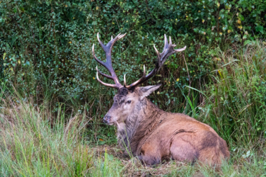 Op de vooravond van de herfst troepen de edelherten in het Weerterbos samen voor de bronstijd. De mannetjes roepen om ter luidst en bestrijden elkaar om het meesterschap van de kudde. De sterkste mag zijn genen doorgeven en paren met de hinden. Dit alles levert voor de toeschouwer spectaculaire beelden op.