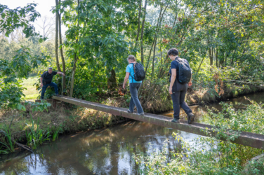 Op de vooravond van de herfst troepen de edelherten in het Weerterbos samen voor de bronstijd. De mannetjes roepen om ter luidst en bestrijden elkaar om het meesterschap van de kudde. De sterkste mag zijn genen doorgeven en paren met de hinden. Dit alles levert voor de toeschouwer spectaculaire beelden op.