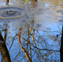 Boom weerspiegelt in water met druppels