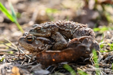 Een mannetjespad omknelt een vrouwtjespad onderweg naar de poel voor de eiafzetting.