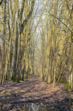 Op de rand van het militair domein van Meeuwen Gruitrode liggen de uitgestrekte naaldbossen van de Donderslagheide gedecoreerd door een afwisseling van open plekken, akkerranden en vennen met klinkende namen als de Ruiterskuilen, het Turfven en het Schaapsven