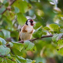 Met Vakantiewoning De Luysmolen zijn we te gast in de natuur van het Kempenbroek. We beheren de tuin als een verlengde van dit natuurgebied en trachten een steentje bij te dragen aan betere natuur. Verwacht dus geen strakke en perfect onderhouden tuin maar een klein reservaatje.