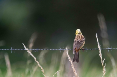 Met Vakantiewoning De Luysmolen zijn we te gast in de natuur van het Kempenbroek. We beheren de tuin als een verlengde van dit natuurgebied en trachten een steentje bij te dragen aan betere natuur. Verwacht dus geen strakke en perfect onderhouden tuin maar een klein reservaatje.