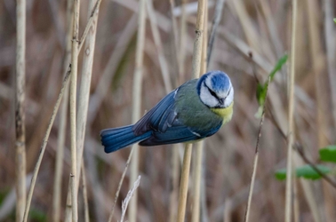 Met Vakantiewoning De Luysmolen zijn we te gast in de natuur van het Kempenbroek. We beheren de tuin als een verlengde van dit natuurgebied en trachten een steentje bij te dragen aan betere natuur. Verwacht dus geen strakke en perfect onderhouden tuin maar een klein reservaatje.