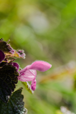 Met Vakantiewoning De Luysmolen zijn we te gast in de natuur van het Kempenbroek. We beheren de tuin als een verlengde van dit natuurgebied en trachten een steentje bij te dragen aan betere natuur. Verwacht dus geen strakke en perfect onderhouden tuin maar een klein reservaatje.