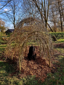 We zien de wilgenkoepel met een hond in de ingang. Op de bodem houthaksel. De wilgenkoepel is pas geplaatst en heeft nog geen bladeren. Op de achtergrond enkele hoge bomen en een haag.