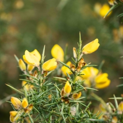Detail bloemen gaspeldoorn op Leenderheide Achelse Kluis