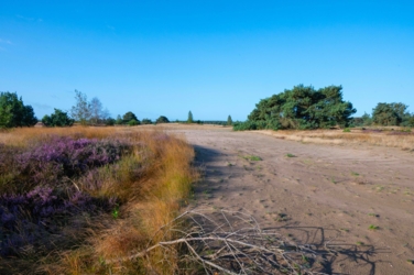 Foto van een afgeplakte kale zandstrook op de Leenderheide bij de Achelse Kluis. Links op de foto bloeiende heide