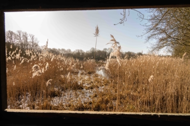 Zicht op het riet vanuit de kijkhut