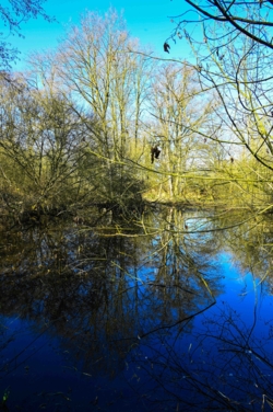 De bomen weerspiegelen in een donder moerasbos in De Zig. Low Key fotografie