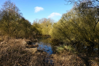 Zicht op een moerasje in het Zig met een kleine poel omringd door bloeiende wilgenstruiken in de zon.