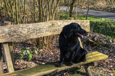 Mazzel wachtend op een houten bank bij een natuurgebied in beheer van Limburgs Landschap vzw. Op de bank staat de tekst 