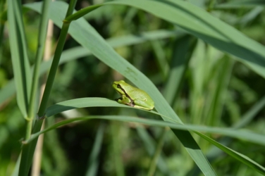 Een boomkikker zitten op het blad van riet.