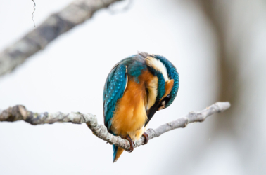 De Roerdomp, De IJsvogel en de Wielewaal staan symbool voor de drie respectievelijke observatiehutten in De Luysen met een internationale faam.
