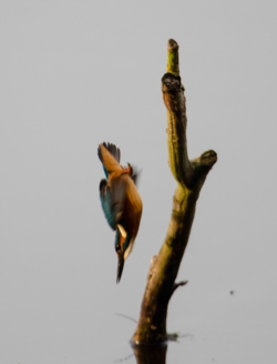 De Roerdomp, De IJsvogel en de Wielewaal staan symbool voor de drie respectievelijke observatiehutten in De Luysen met een internationale faam.