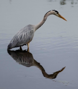 De Roerdomp, De IJsvogel en de Wielewaal staan symbool voor de drie respectievelijke observatiehutten in De Luysen met een internationale faam.