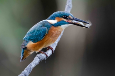 De Roerdomp, De IJsvogel en de Wielewaal staan symbool voor de drie respectievelijke observatiehutten in De Luysen met een internationale faam.