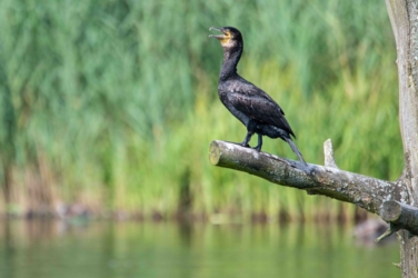 De Roerdomp, De IJsvogel en de Wielewaal staan symbool voor de drie respectievelijke observatiehutten in De Luysen met een internationale faam.