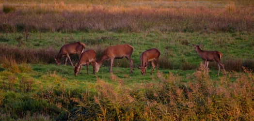 Vijf hinden grazen op de vlakte in de avondzon
