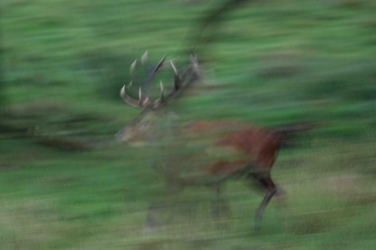 Kunstige foto van een lopend edelhert in de vlakte. De foto is onscherp door de beweging waardoor alles groenwazig wordt.