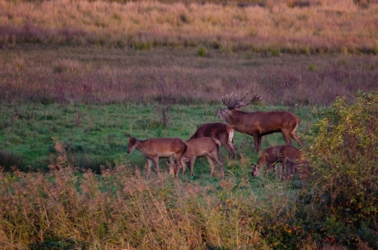 We zien het plaatshert met vier hinden rondom hem op de vlakte in avondzon