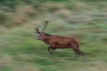 Bewegingsfoto met een lopend hert in de vlakte. 
