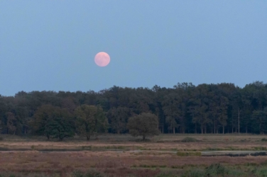 Op de voorgrond de heidevlakte van het Weerterbos met op de achtergrond de bosrand met nog enkele solitaire eiken ervoor. De lucht is donderblauw en de volle maan staat laag aan de hemel