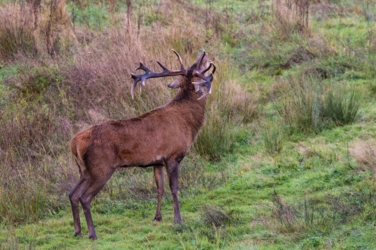 Een hertenbok staat in het gras en roept over de vlakte