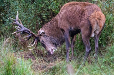 Een hertenbok tooit zich op door gras met zijn gewei trachten op te pakken.