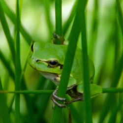 Een boomkikkertje zit verscholen tussen het gras.