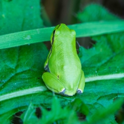De boomkikker is een aaibare soort die door veel fotografieliefhebbers graag gefotografeerd wordt. In het Kempenbroek kan je hem intussen zowat overal vinden.