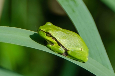 Een boomkikker zit op een blad van riet