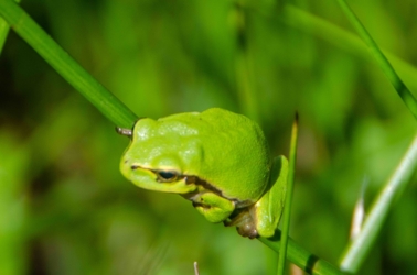 Een boomkikker heeft zich vastgehecht aan de ronde biesstengel